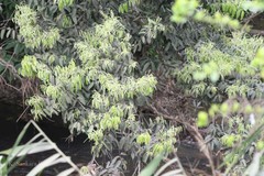 Lithocarpus pachyphyllus